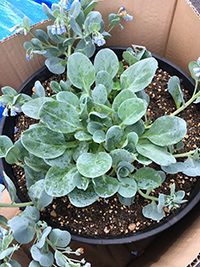 オイスターリーフ